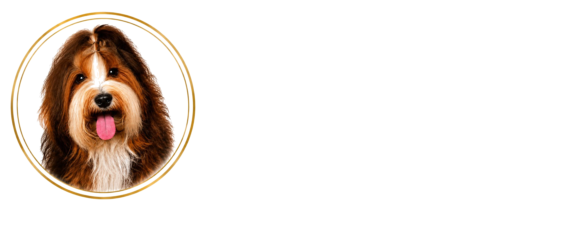 Illice Bonavista · Bichón Habanero