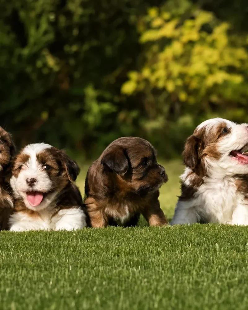 Cachorros de Bichón Habanero de Illice Bonavista