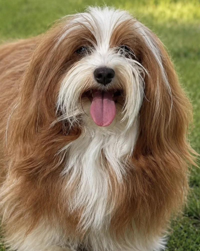 Retrato de Curro