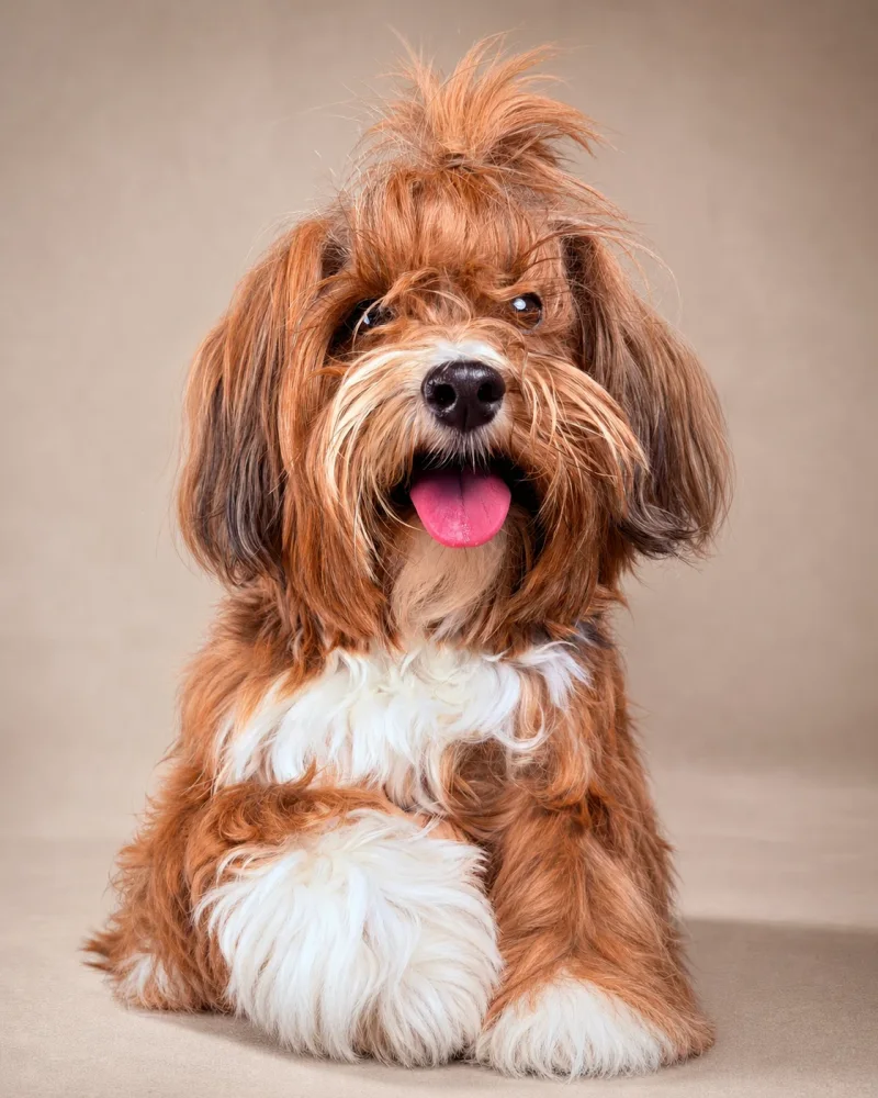 Retrato de Bibi
